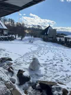 IMG_3387.jpeg