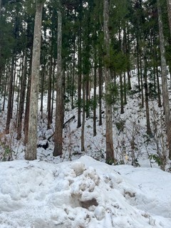 IMG_3569.jpeg