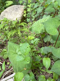 IMG_6409.jpg