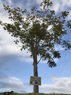image2.JPG